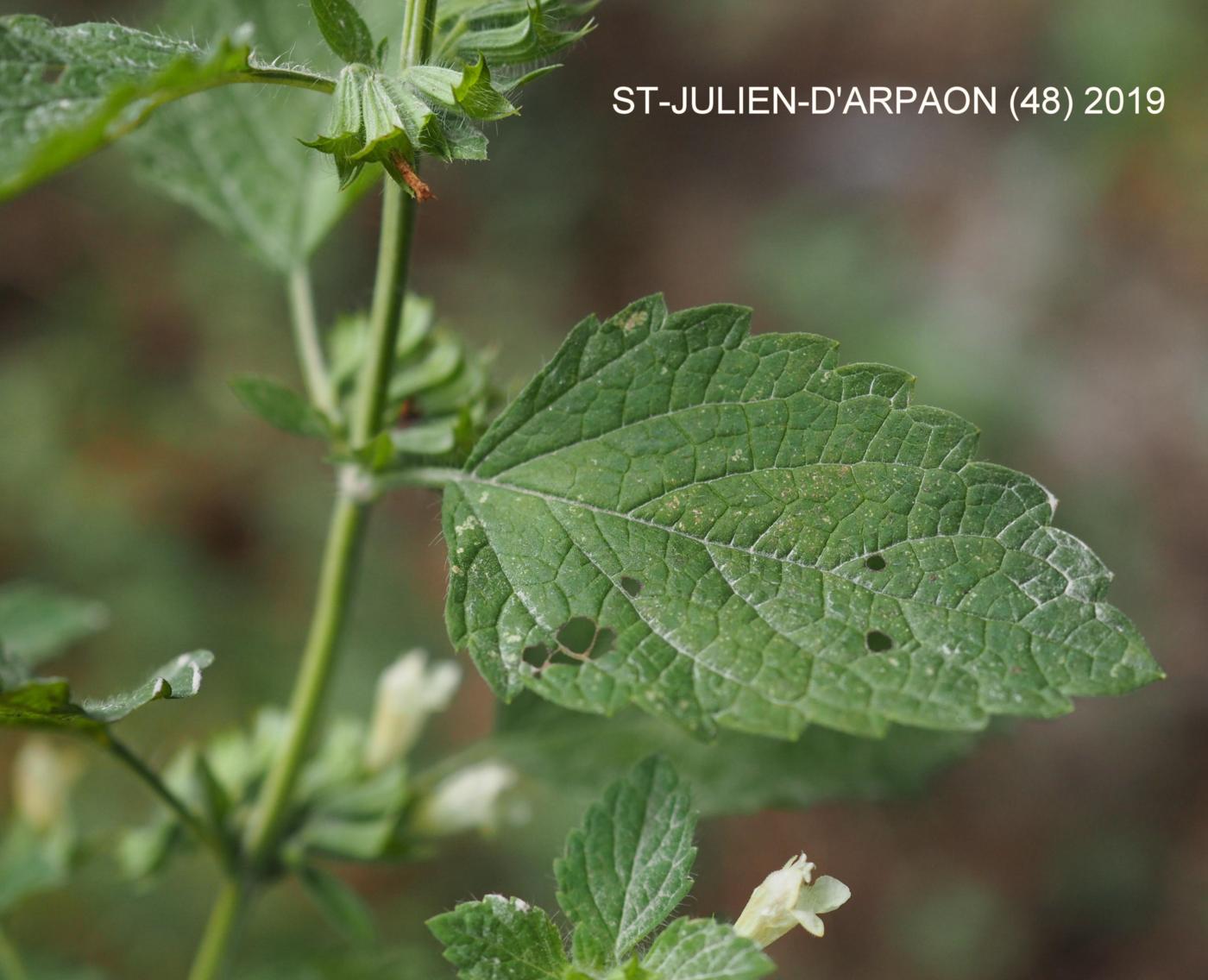 Lemon balm leaf